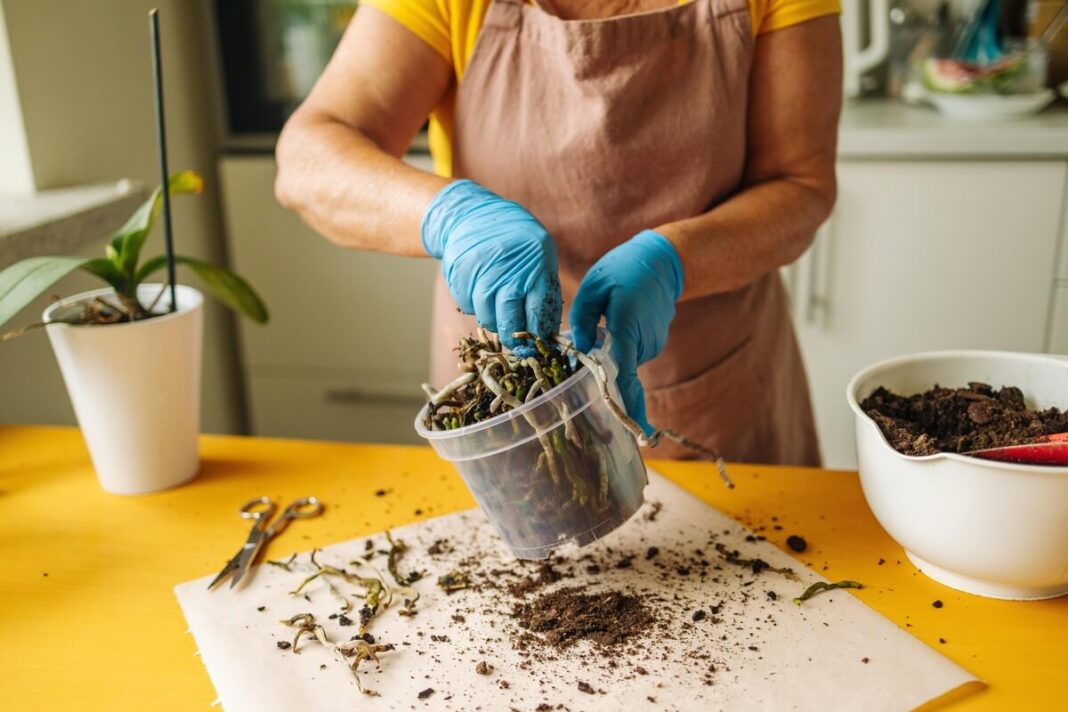 orhidejos gaivinimas moteris tvarko orchidėjos šaknis ir šalina pažeistus audinius