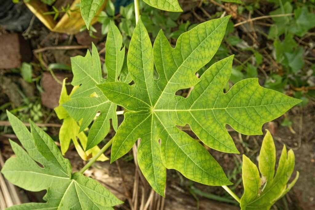 papajos-lapu-nauda-arbata-stiklinese