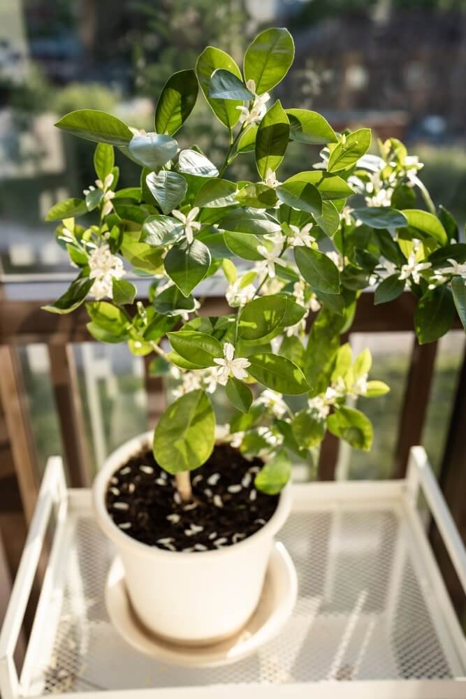 persikas namuose kompaktiškas vaismedis vazone su žaliais lapais ir žiedais