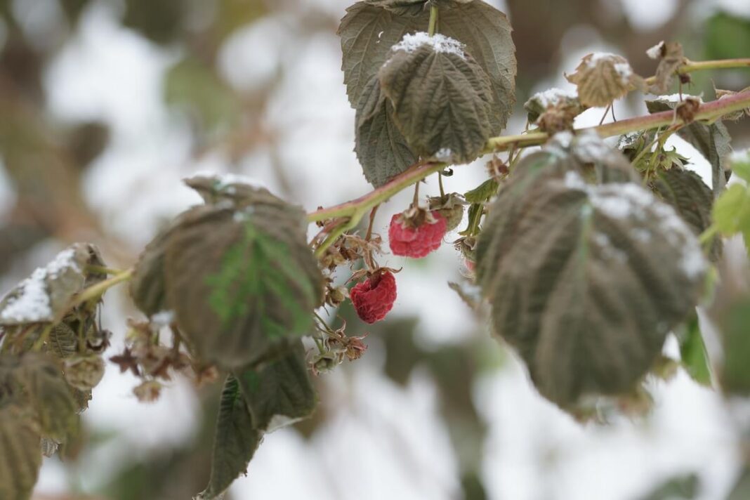 remontantinių aviečių genėjimas žiemos metu, kai ant šakų dar kabo kelios raudonos uogos tarp apsnigtų lapų