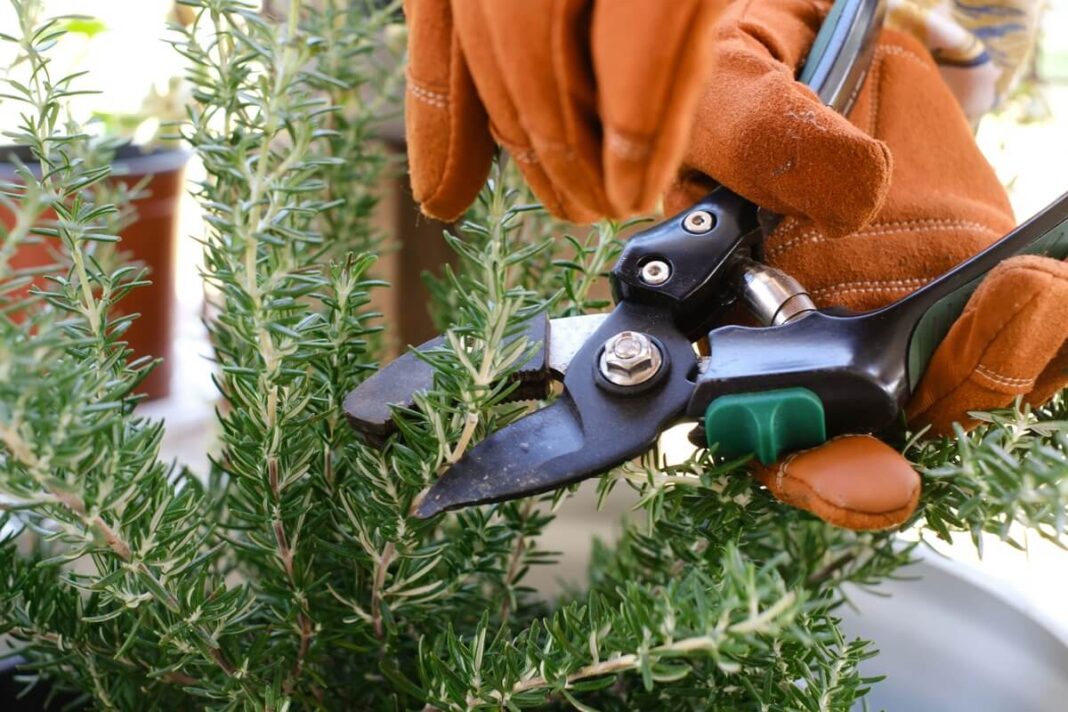 rozmarinas iš šakelių apkerpamas sodo žirklėmis, pirštinės prilaiko viršūnes prieš pjaunant