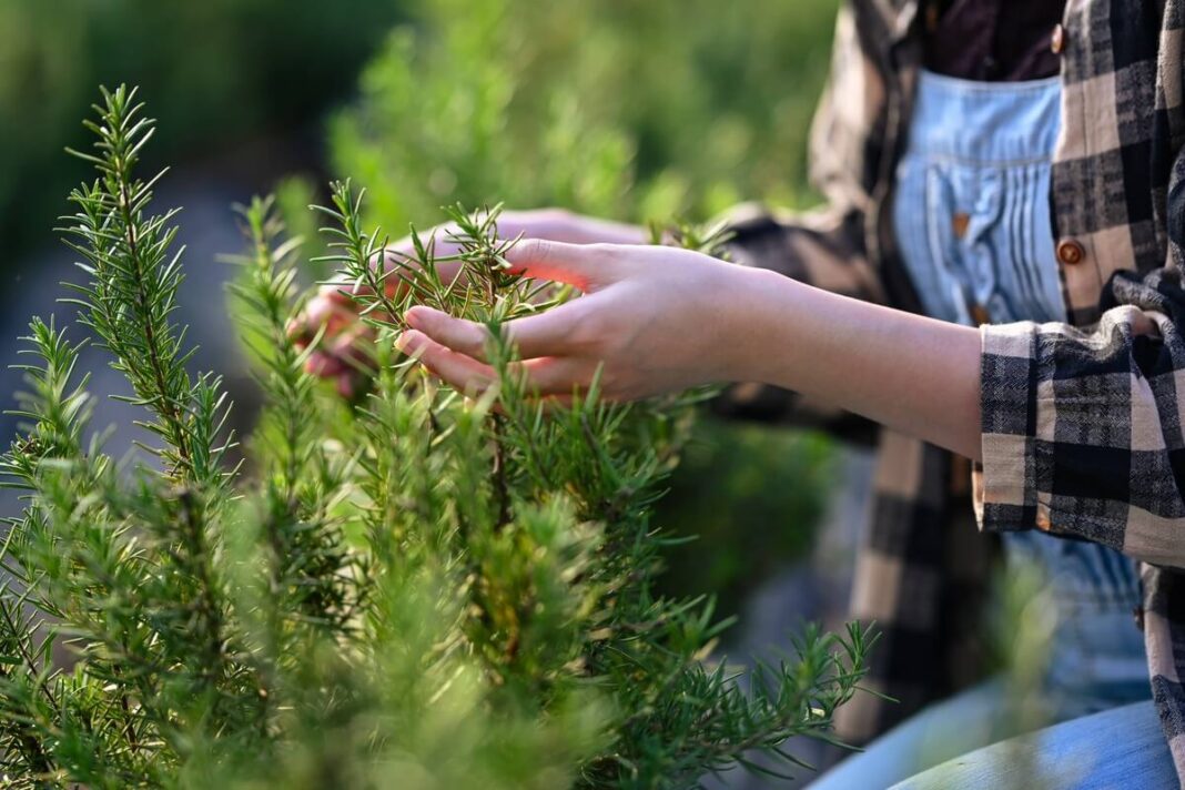 rozmarino nauda senjorams pavaizduota žmogui rankomis liečiant šviežius rozmarino ūglius sode