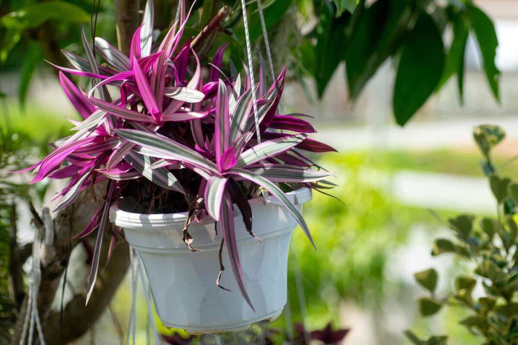 Tradeskancija zebrina pakabinamame vazone su ryškiais violetiniais ir sidabriniais lapais lauko aplinkoje.