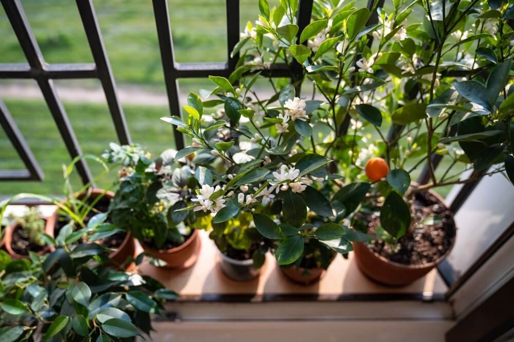 vaismedžiai ant palangės žydintys ir derantys vazonuose prie lango