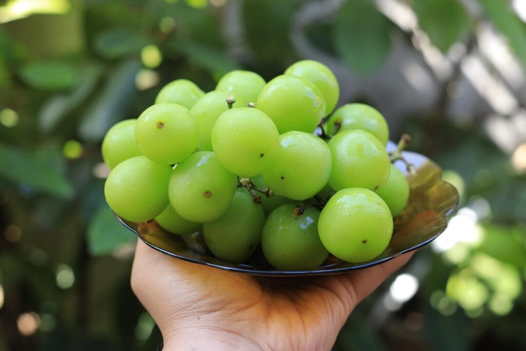 Šviežios, traškios vynuogės, puikiai tinkančios ilgesniam laikymui. Nuotrauka iš: shutterstock.com