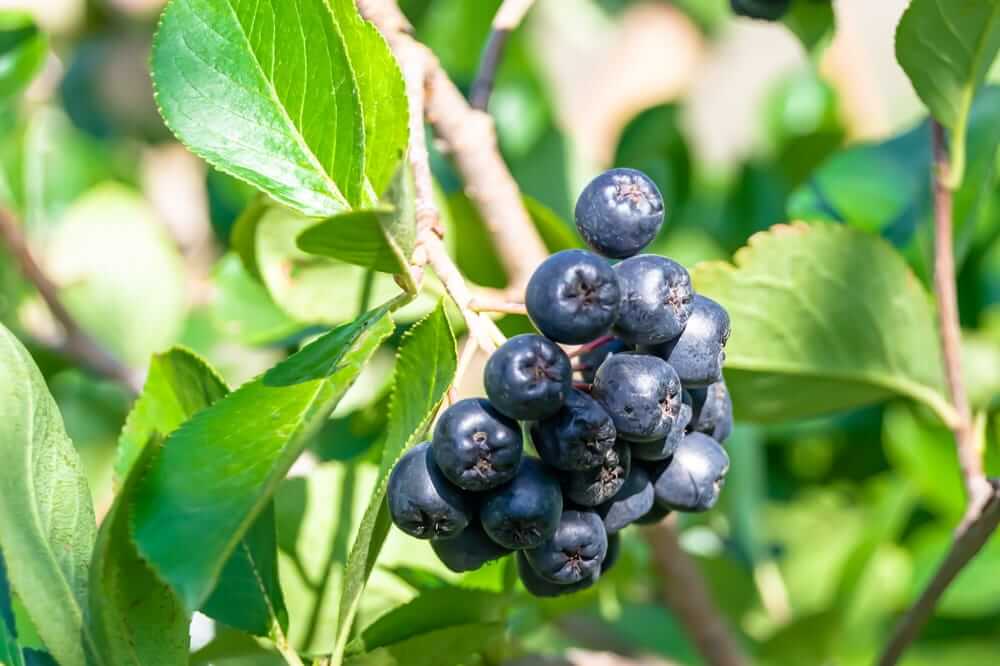 aronija nauda matoma prinokusiose juodose aronijos uogose ant šakelės