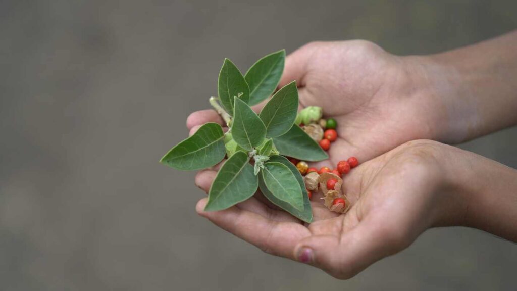 ashwagandha nauda atskleidžiama laikant rankose šviežią augalo šaknį ir uogas