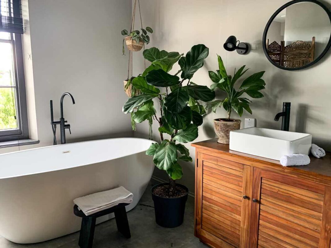 augalai vonioje šalia vonios ir praustuvo, erdviame interjere su natūralia šviesa
