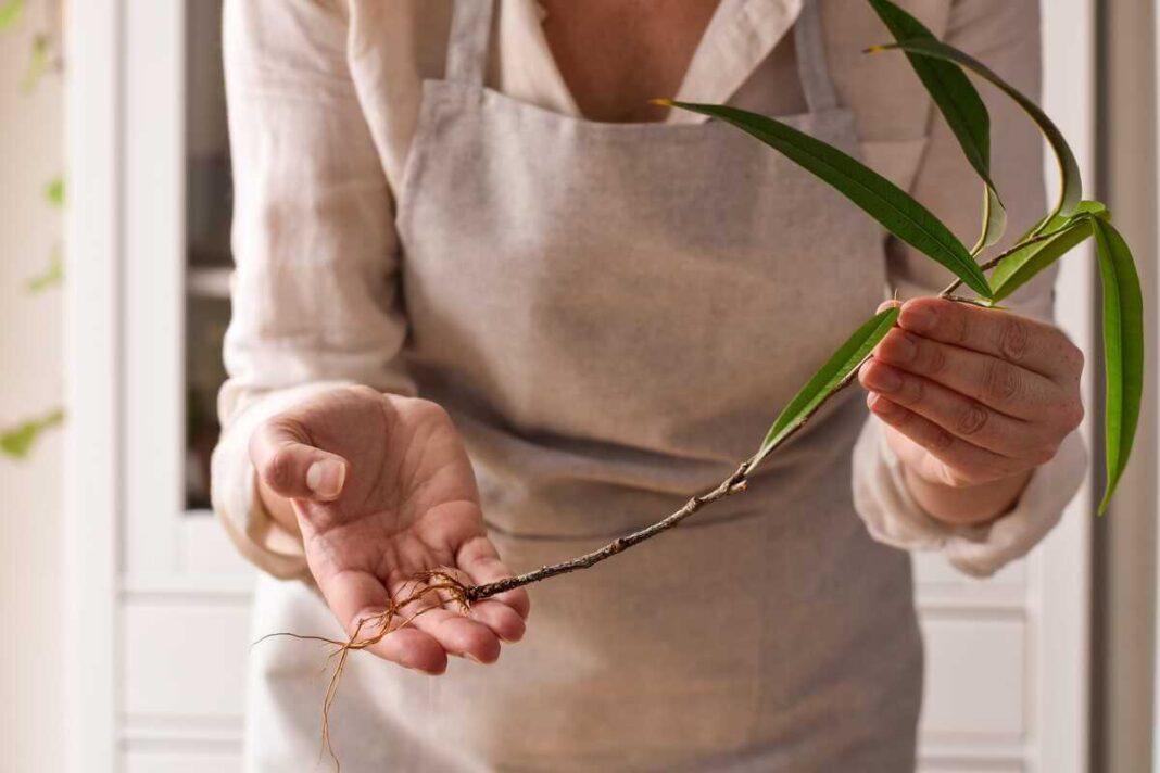 bananų medis kambaryje – rankose laikomas jaunas augalas su matomomis šaknimis