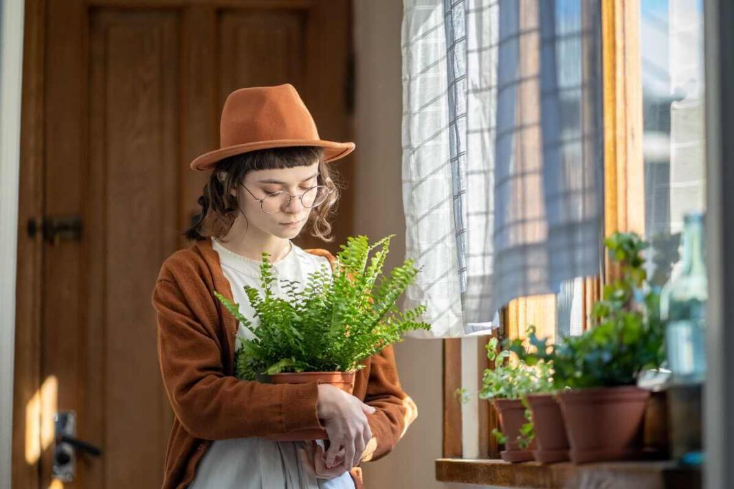 bostono papartis žiemą laikomas namuose prie lango žmogaus rankose