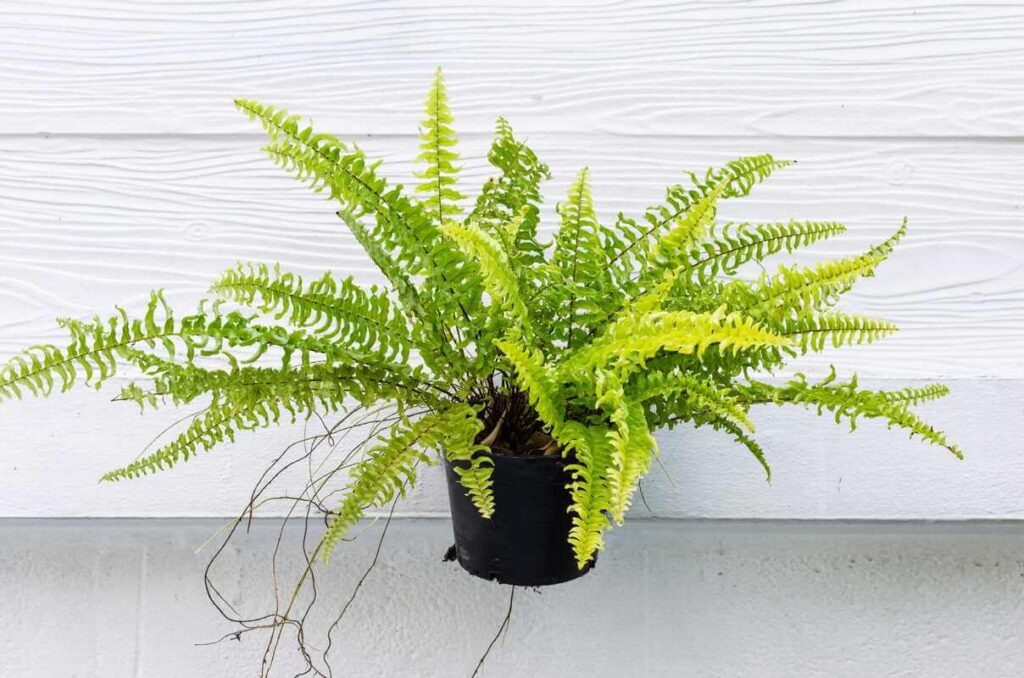 bostono papartis žiemą žalias ir vešlus vazonėlyje patalpoje