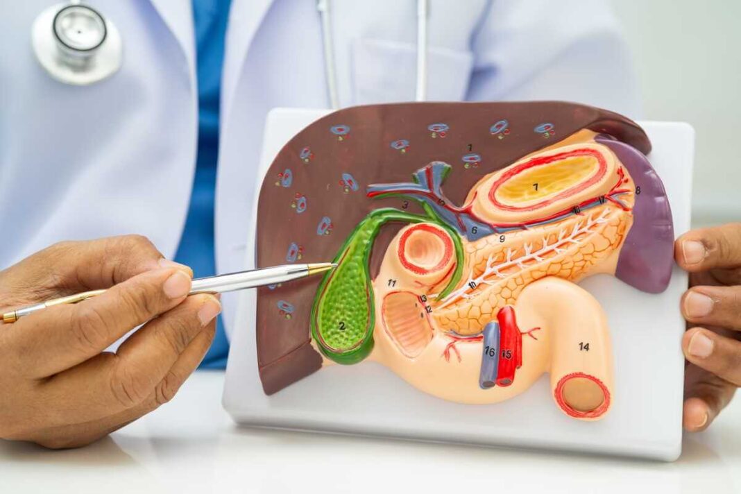 cikorijos nauda kepenų ir virškinimo sistemos veiklai pavaizduota anatominiame modelyje