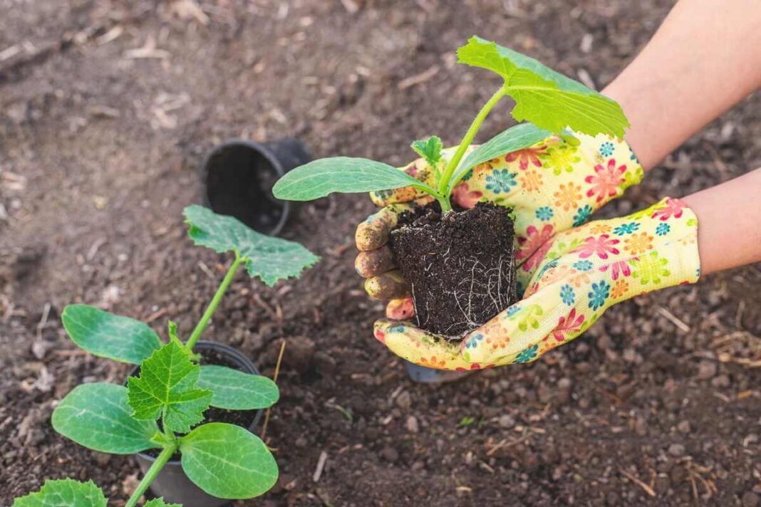 daigai stori ir tvirti, rankose laikomas persodinamas daigas su stipria šaknų sistema