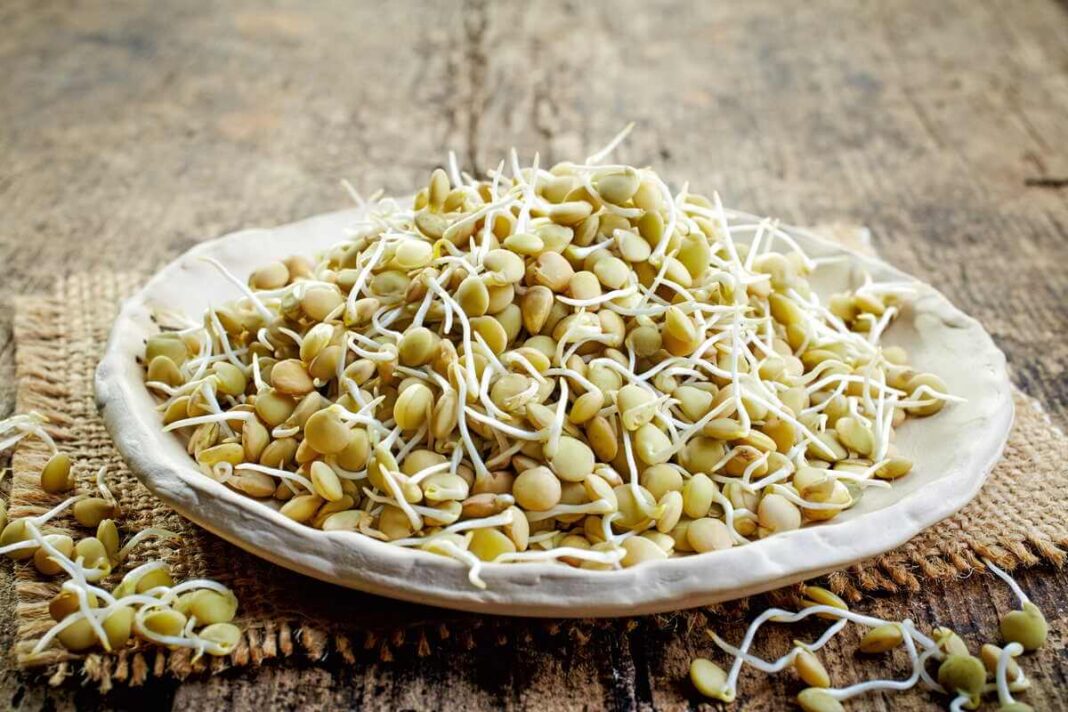 daiginti grūdai virškinimui lėkštėje su šviežiais daigais