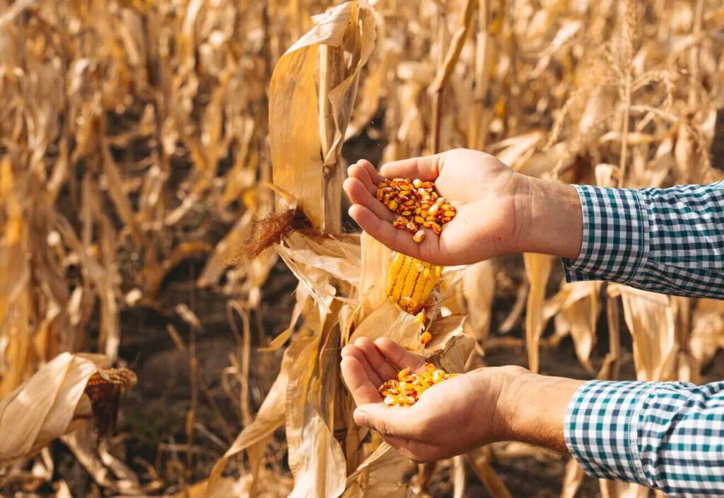 daiginti grūdai virškinimui laikomi rankose natūralioje aplinkoje