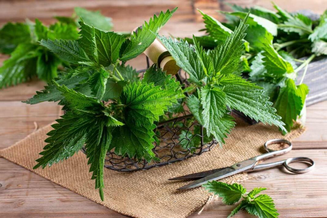 dilgėlių milteliai ruošiami iš šviežių, kruopščiai surinktų lapų