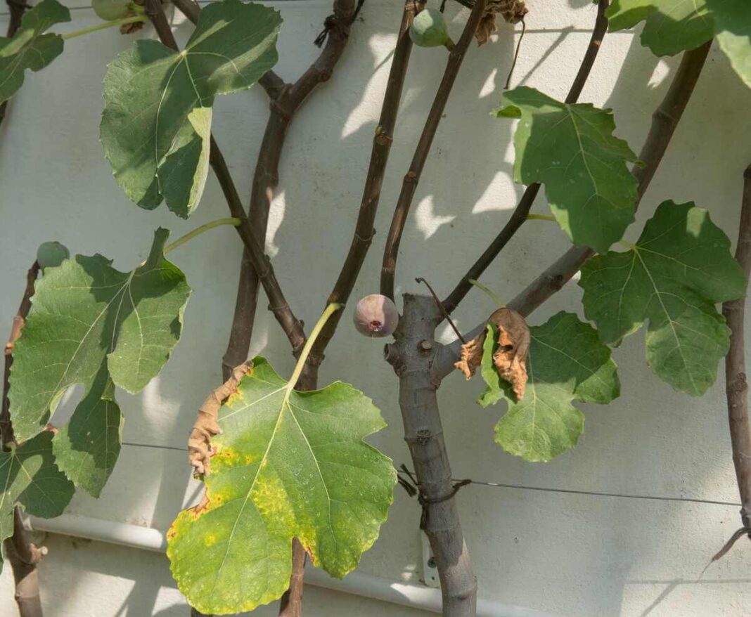 Figmedžio priežiūra stebint bręstančias figas ir lapų būklę ant šakų.