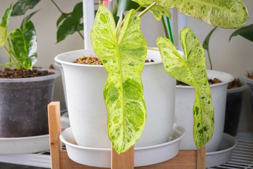 filodendro priežiūra margalapio augalo auginimas vazone patalpose