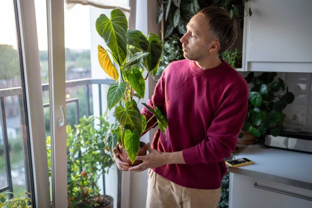 filodendro priežiūra namuose prie lango laikant sveiką augalą vazone