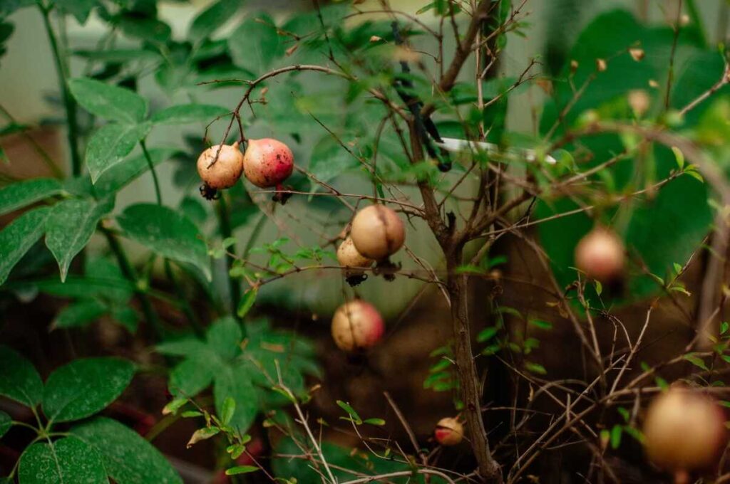 granatmedis namuose vazone su mažais, dar nokstančiais vaisiais ir plonais stiebais kambario aplinkoje