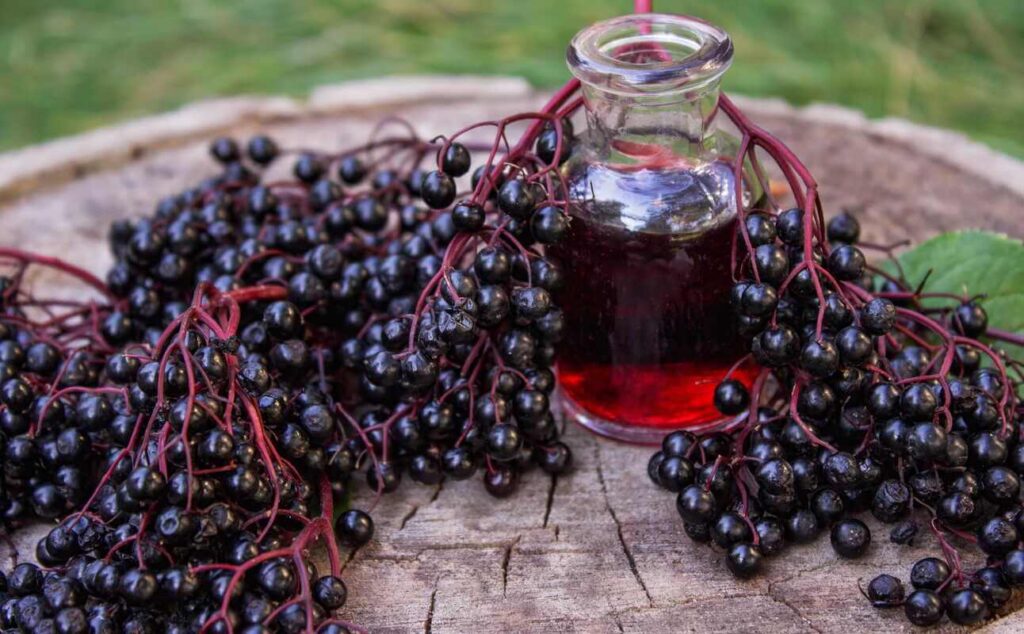 Imuniteto stiprinimas naudojant juodojo šeivamedžio uogas ir jų koncentruotus lašus virusų sezonu.