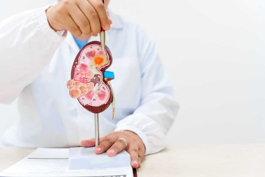 Inkstų veikla ir jos sutrikimai demonstruojami naudojant anatominį organo modelį specialisto kabinete.