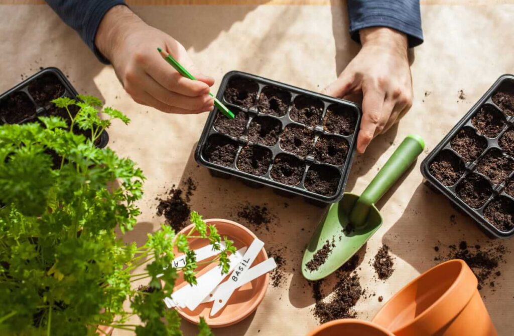 ką sėti sausį ankstyva daržovių ir žolelių sėja vazonėliuose