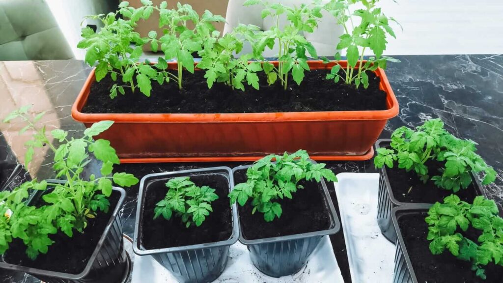 ką sėti vasarį kovą daržovių daigai vazonuose augantys patalpose