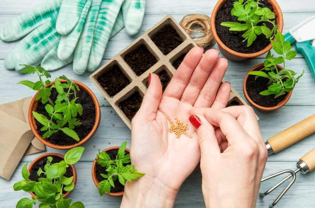 ką sodinti sausį – daržovių sėklos ir daigai auginami ant palangės