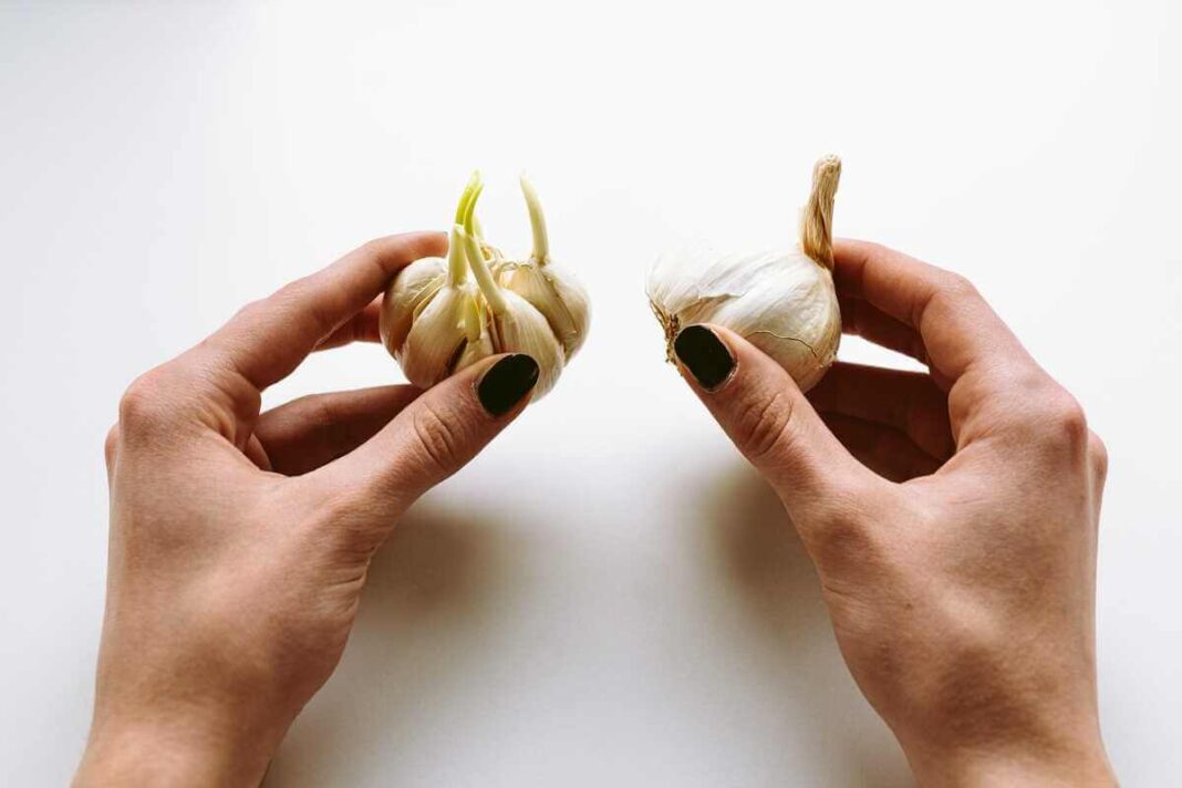 kaip pažadinti česnaką – rankose laikomos česnako skiltelės su daigais