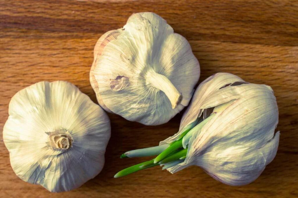 kaip pažadinti česnaką – sudygusios česnako galvutės su žaliais daigais