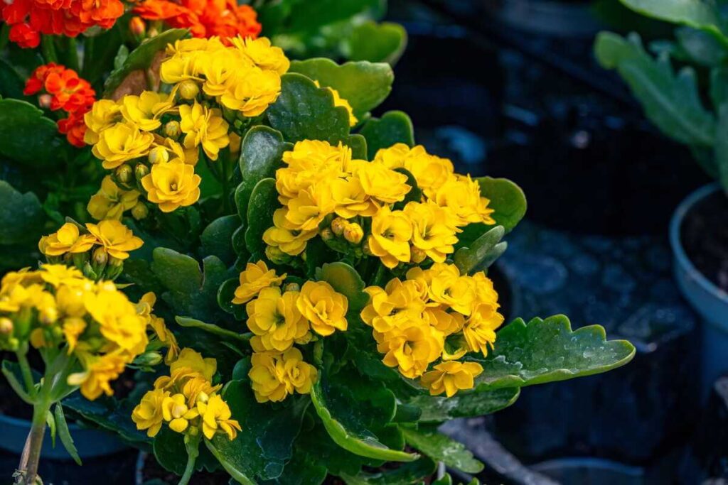 Kalanchoe priežiūra namuose – geltonais žiedais žydinti kalankė su storais lapais, auganti vazonėlyje natūralioje šviesoje.