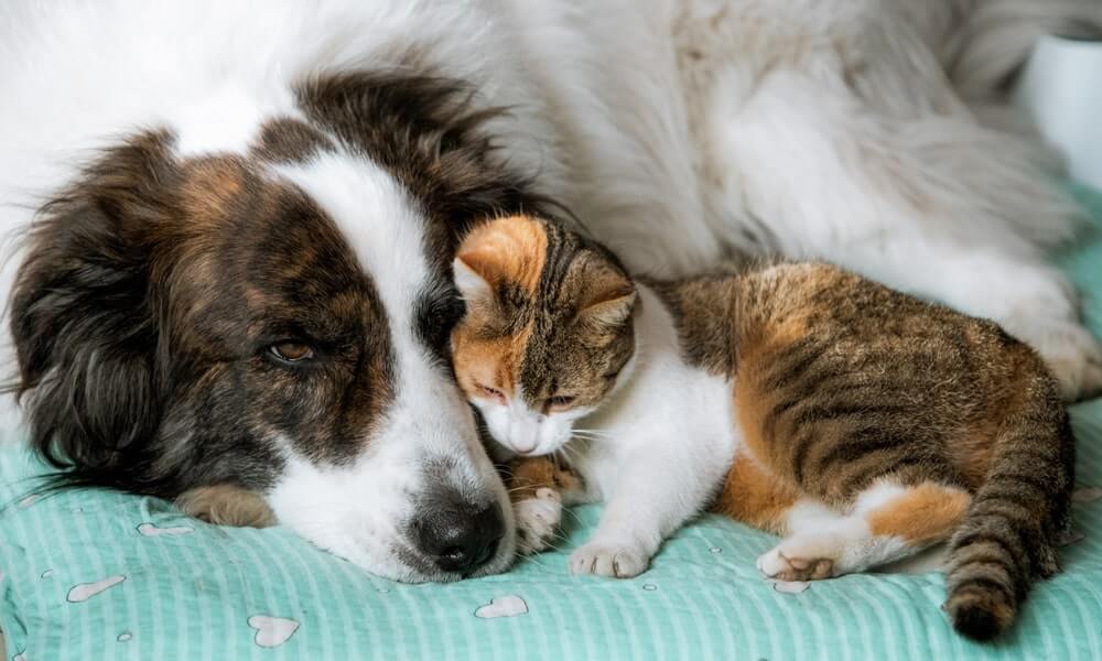 katės ir šunys miega susiglaudę ant lovos namų aplinkoje