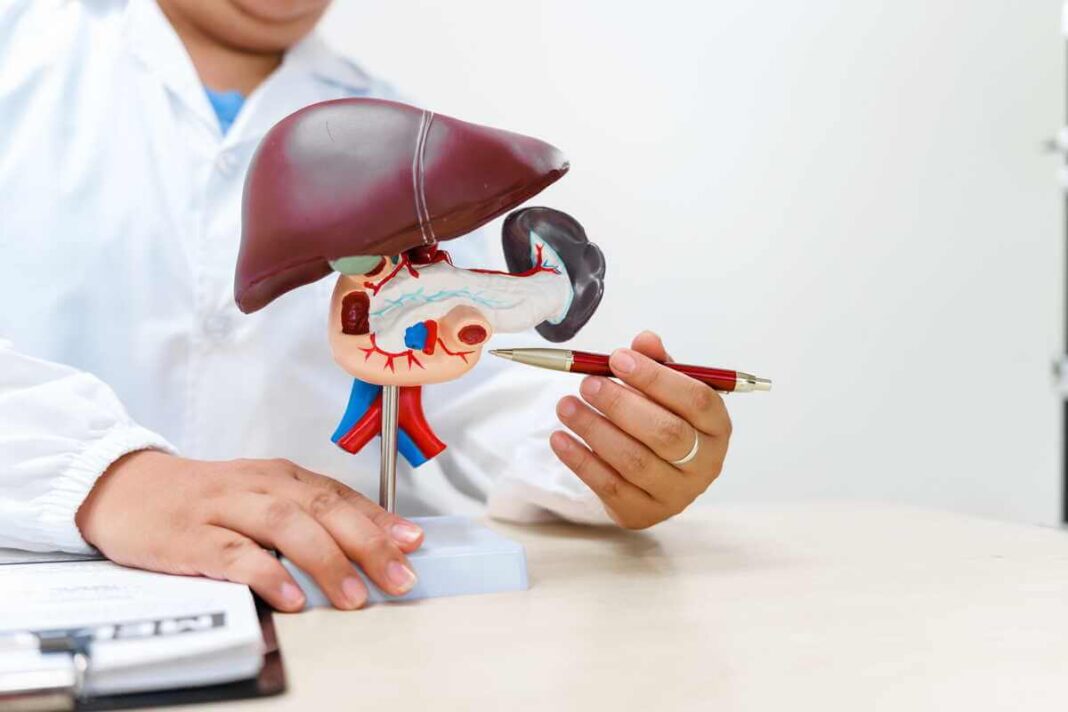 Kepenų atstatymas ir jų anatominė struktūra aptariama specialisto kabinete.