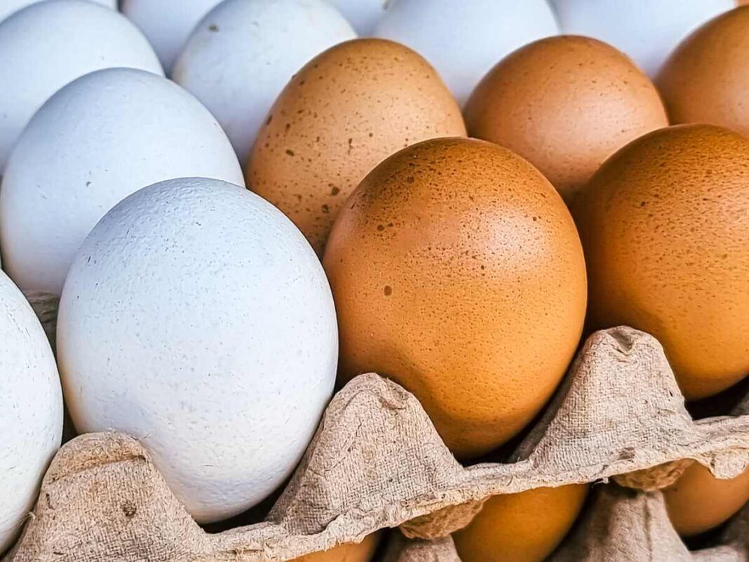 kiaušinių spalva iš arti matomi balti ir rudi kiaušiniai kartoninėje pakuotėje