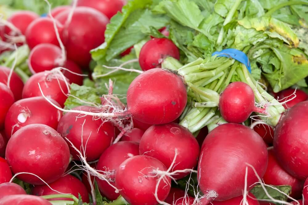 Kumščio dydžio ridikėliai su lapais – dideli, sultingi ir ryškiai raudoni pavasariniai ridikėliai ką tik išrauti iš daržo.