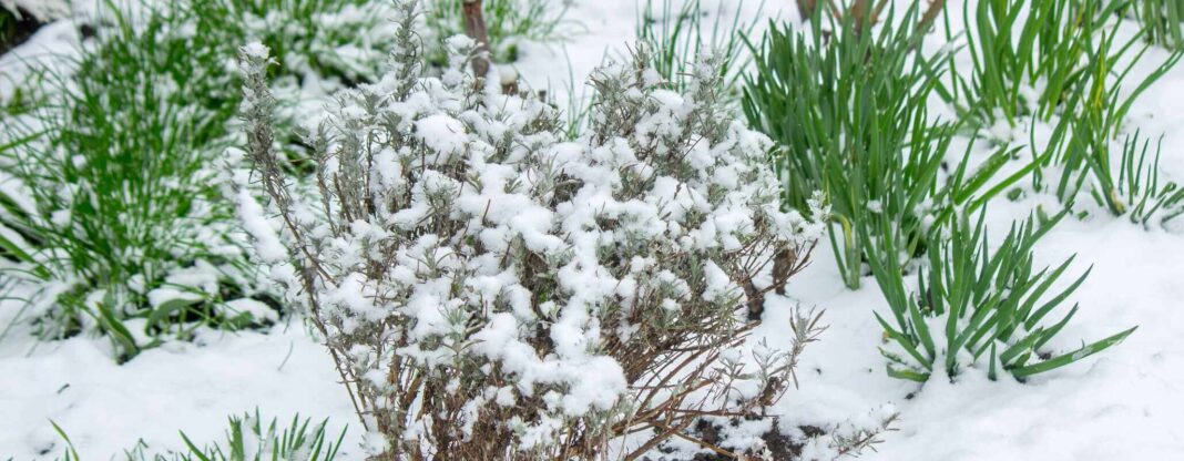 levandų priežiūra sausį, levandų krūmas sode padengtas sniegu šalia kitų augalų