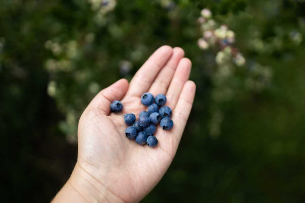 Mėlynių nauda smegenims pavaizduota per saują šviežiai surinktų uogų žmogaus delne.