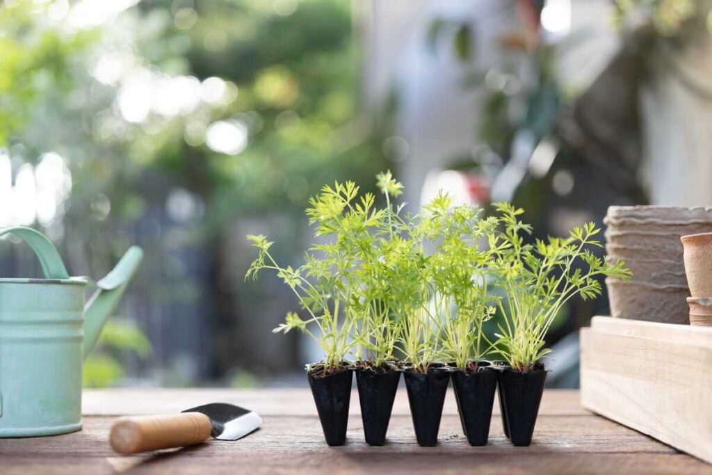 Morkų auginimas namuose sėjant smulkias sėklas į specialius daigumo padėklus su juoda žeme.