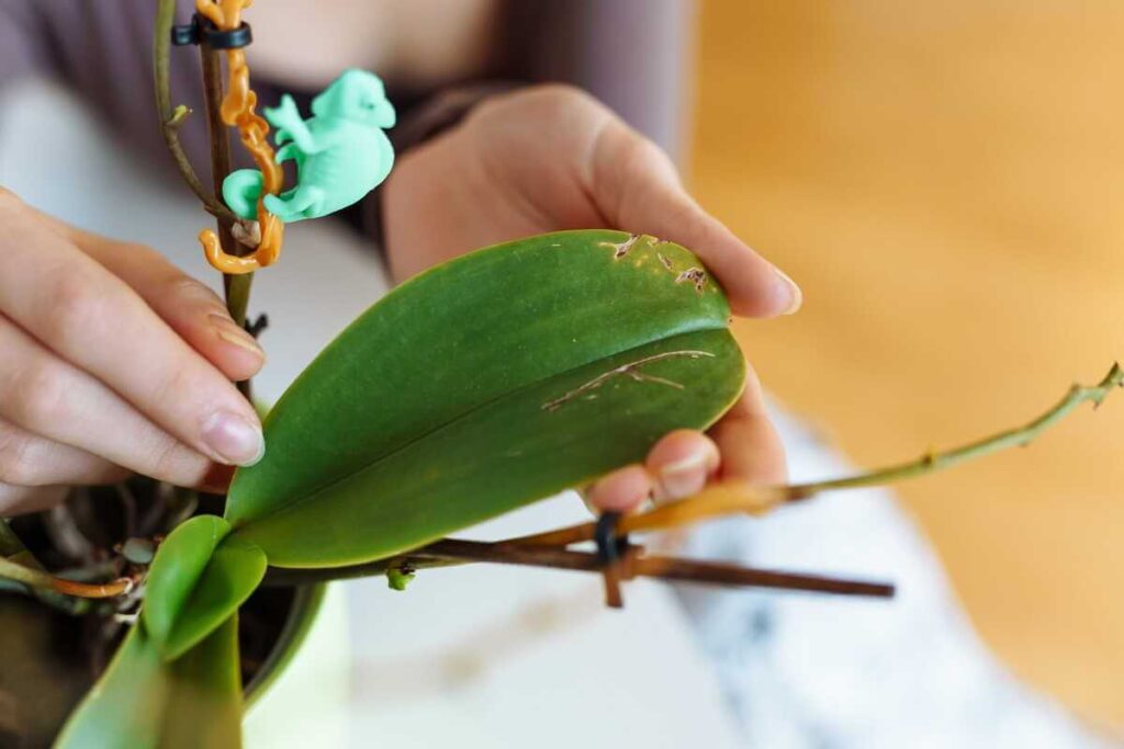 orchidėja atrodo mirštanti, žmogus rankose laiko minkštą orchidėjos lapą su pažeidimais