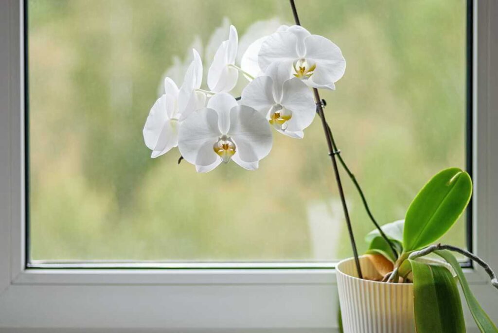 orchidėja nežydi pastatyta ant palangės prie lango su baltais žiedais