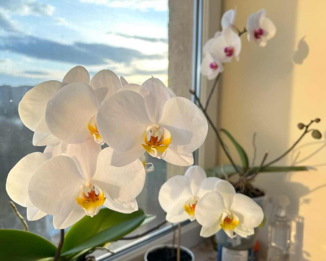 Orchidėjų priežiūra namuose džiugina gausiu baltu žydėjimu ant saulėtos palangės po sėkmingo atgaivinimo.