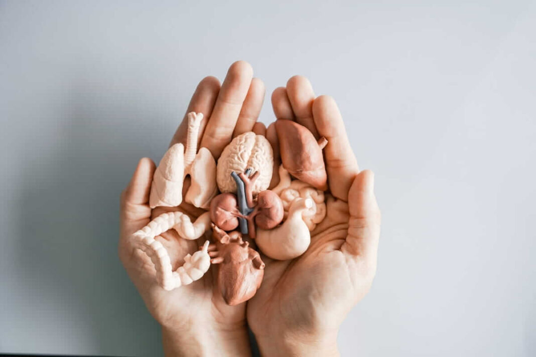 organizmo valymas natūraliai simboliškai vaizduojant vidinius organus