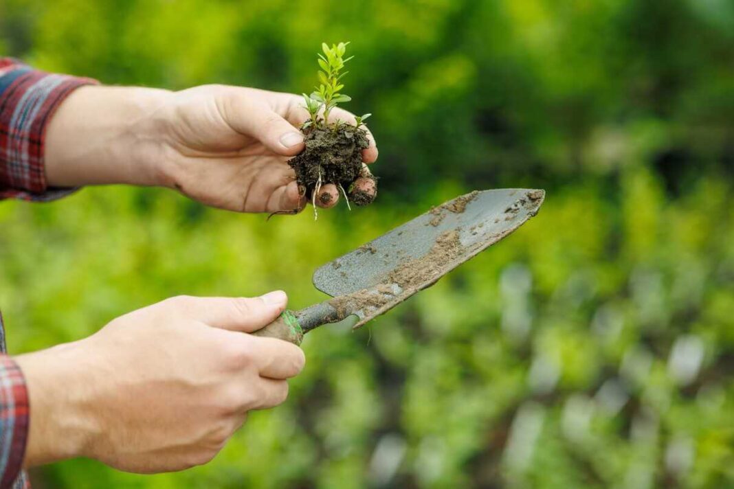 pavasario darbai kieme su jaunu augalu rankose ir sodo kastuvėliu sodinimo metu