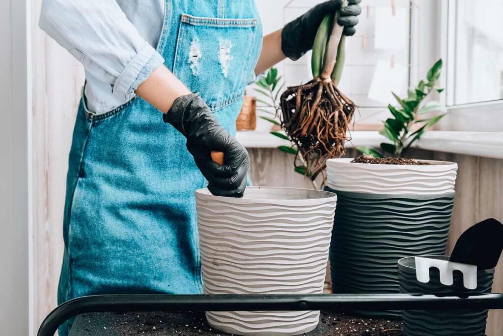 Pinigų medžio dauginimas atliekant suaugusio augalo persodinimą ir šaknų sistemos paruošimą.