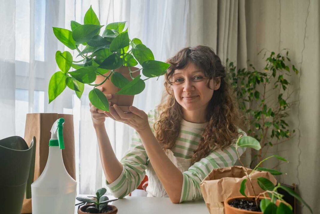 Potoso priežiūra kai augalas laikomas šviesioje vietoje namuose