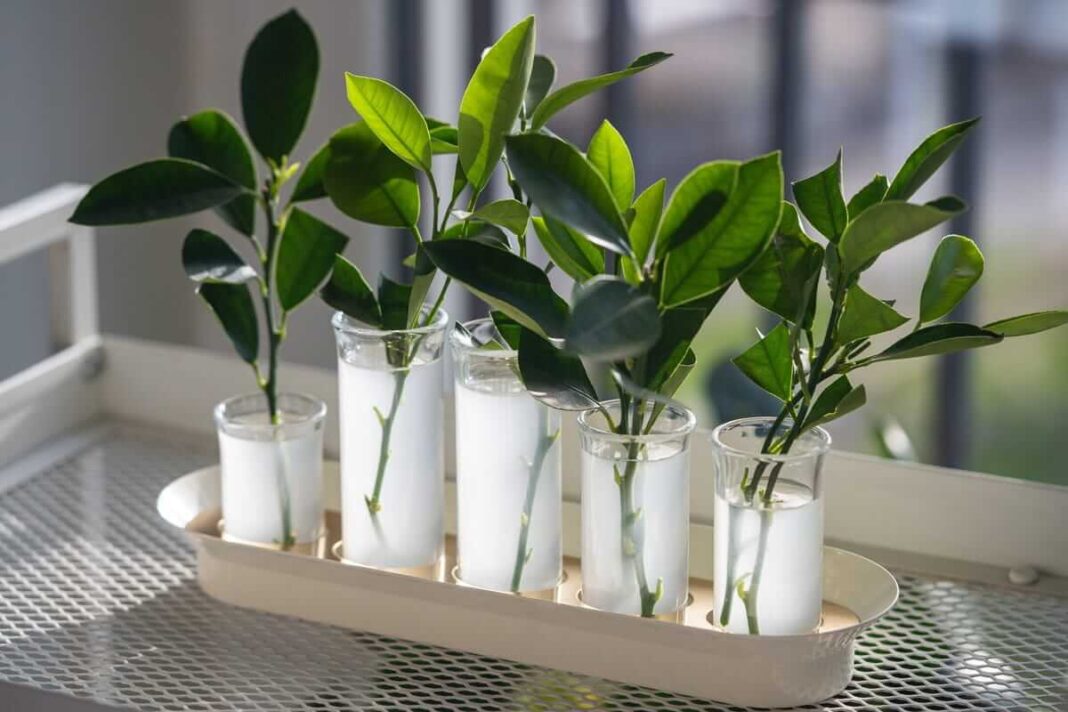 šaknų hormonas auginiams ir auginiai laikomi vandenyje prieš sodinimą