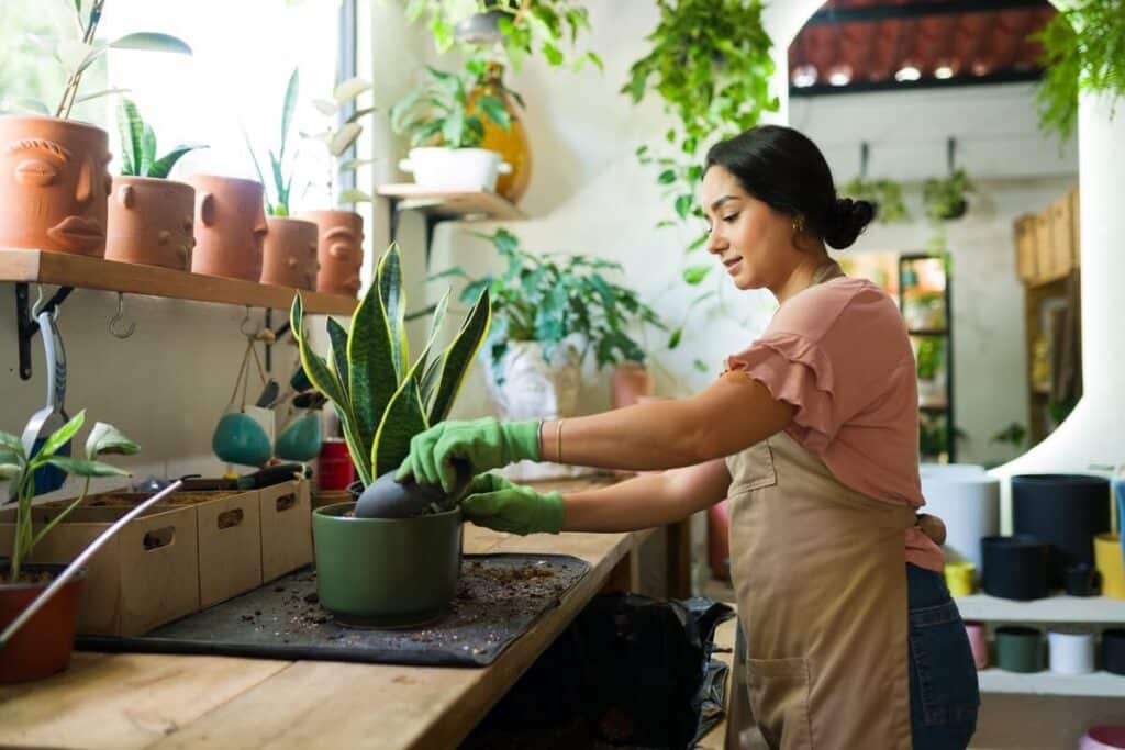 sansevjera valo orą moteris persodina sansevjerą namų augalų aplinkoje