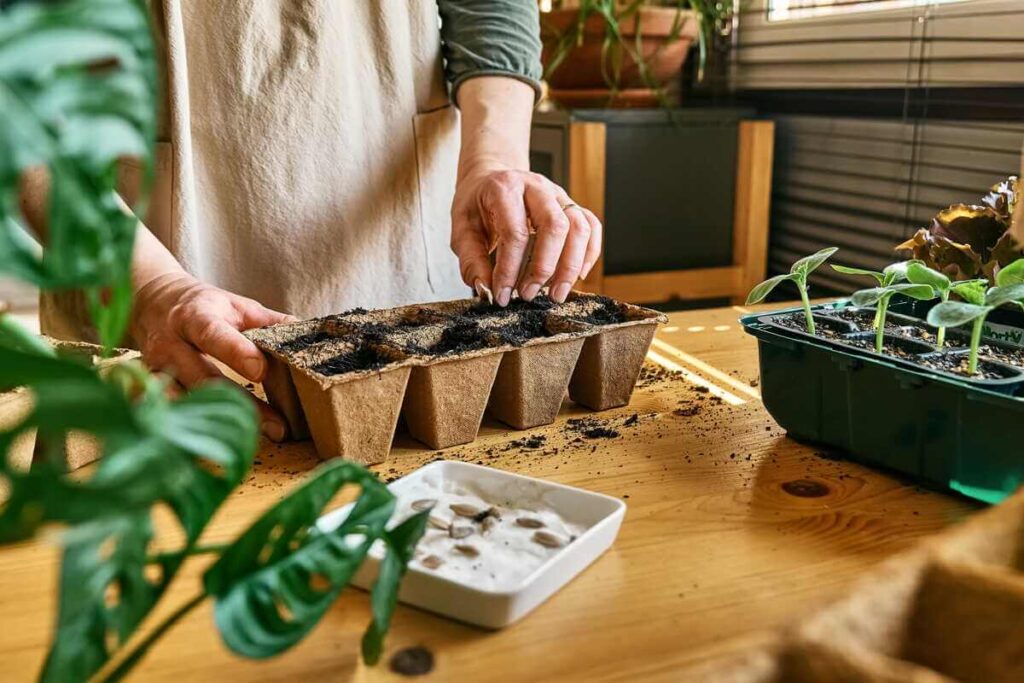 sėklos nedygsta net tinkamai daiginant vazonėliuose ant stalo