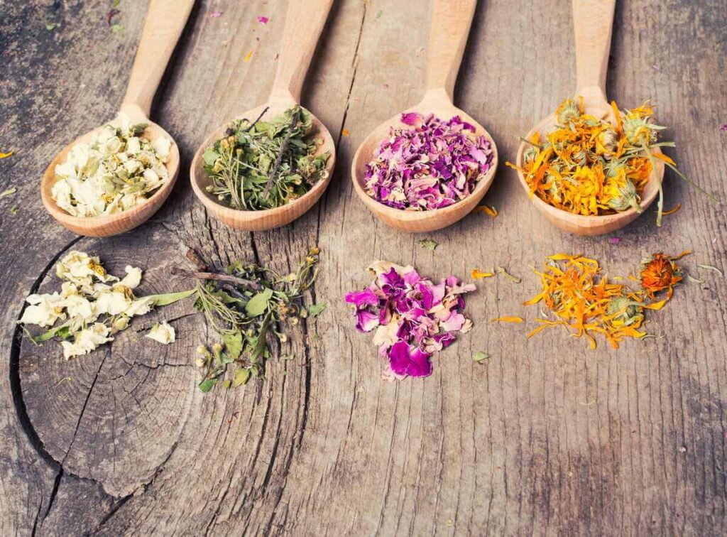 senoviniai vaistiniai augalai sudėti į medinius šaukštus ant sendinto medinio paviršiaus